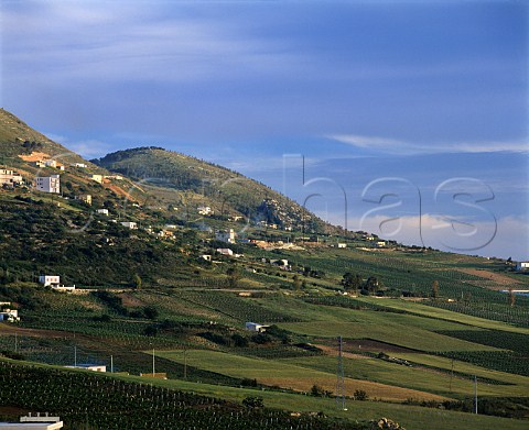 Vineyards at Alcamo Trapani province Sicily      DOCs Marsala and Alcamo