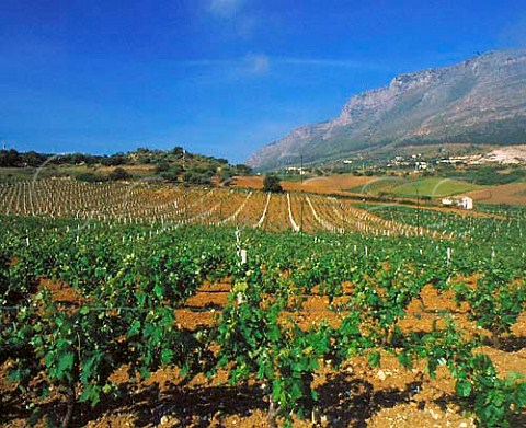 Vineyards near Castellammare del Golfo Trapani   province Sicily Italy    DOC Marsala