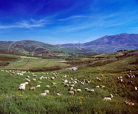 Sheep grazing in the hills near Calatafimi Trapani   province Sicily DOC Marsala