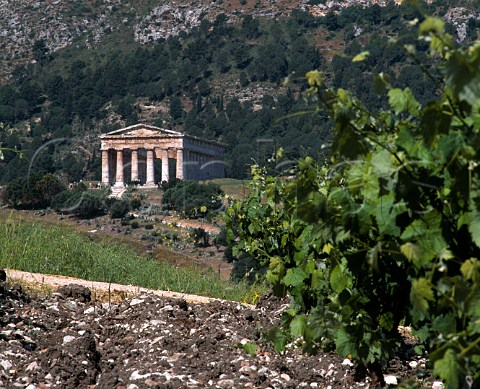 The Doric temple of Segesta 430BC viewed over   vineyard Trapani province Sicily     DOC Marsala