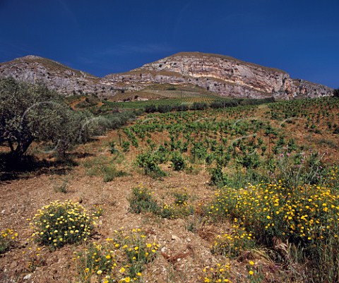 Spring flowers and olive trees by vineyard near Alcamo Trapani province Sicily    DOCs Alcamo and Marsala