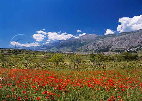 Spring vineyards and poppies with town of Frascineto and Monte Pollino beyond Calabria Italy DOC Pollino