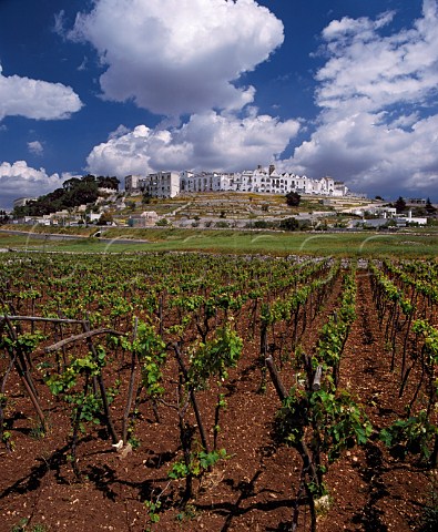 The wine town of Locorotondo viewed over vineyard  Puglia Italy