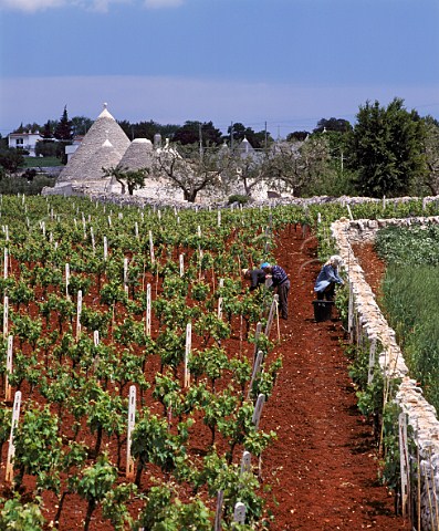 Workers thinning out the shoots in springtime   Trulli viewed over vineyard Locorotondo Puglia   Italy