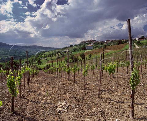 Vineyard below the town of Taurasi Campania Italy   Taurasi