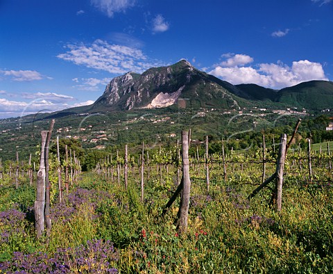 Vineyard at Arianiello Campania Italy Taurasi  Fiano di Avellino