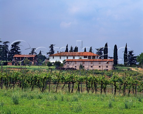 Vineyard and villas near Dozza EmiliaRomagna Italy Albana di Romagna   Sangiovese di Romagna