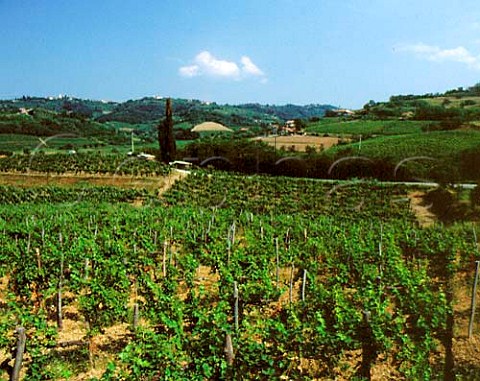Vineyards near San Floriano del Collio Friuli   Italy  Collio