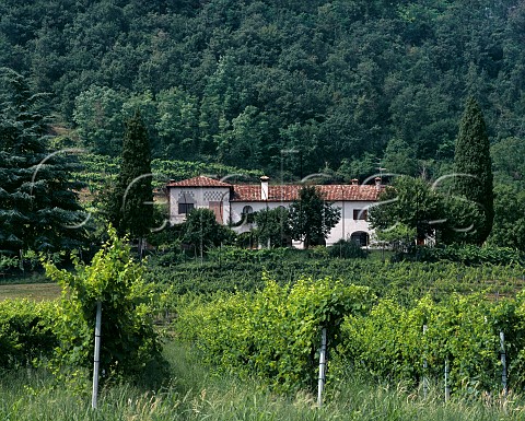 Vineyards near Refrontolo Veneto Italy 