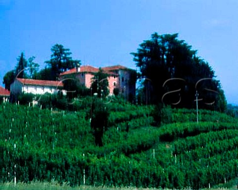 Vineyards around property at Breganze Veneto   Italy          DOC Breganze