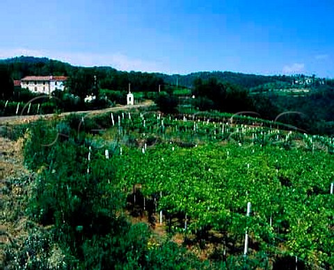 Vineyards near Brenton Veneto Italy DOC Lessini   Durello