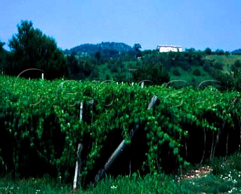 Vineyard in the hills above San Giovanni Ilarione   Veneto Italy DOC Lessini Durello