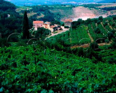 Vineyards in the hills above Fumane Veneto Italy    Valpolicella Classico