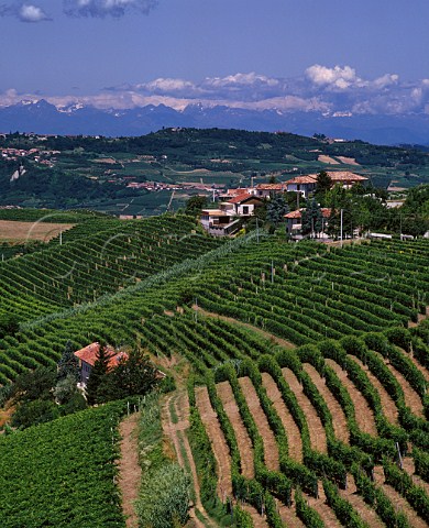 Vineyards at Barbaresco with the Alps in the distance Piemonte Italy