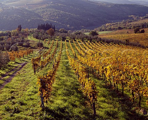 Vineyard of Fontodi at Panzano in Chianti Tuscany   Italy Chianti Classico
