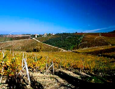 Castello di Ama  fattoria and vineyards Lecchi   Tuscany Italy Chianti Classico