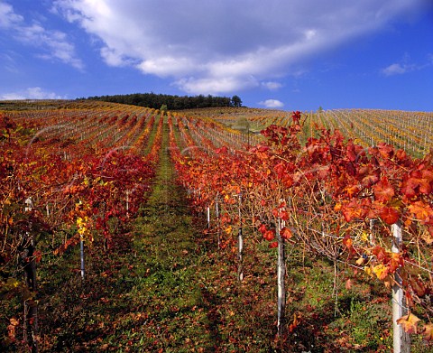 Autumn colours in Vignetti Villanova of Fattoria di   Albola owned by Zonin    Radda in Chianti   Tuscany Italy   Chianti Classico