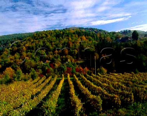 Autumnal vineyard at Lamole near Greve in Chianti   Tuscany Italy Chianti Classico