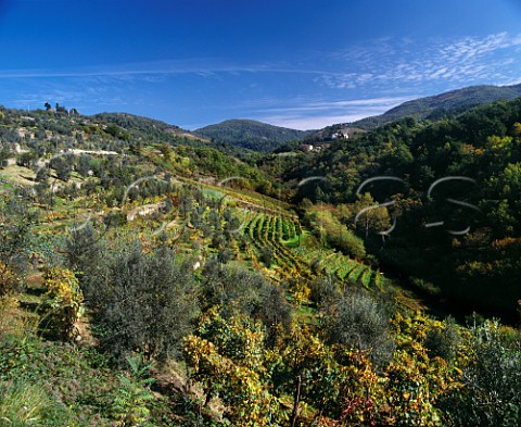 Vineyards on the sides of the valley leading up to the hamlet of Le Corti where is situated Fattoria Le Corti Near Greve in Chianti Tuscany Italy   Chianti Classico
