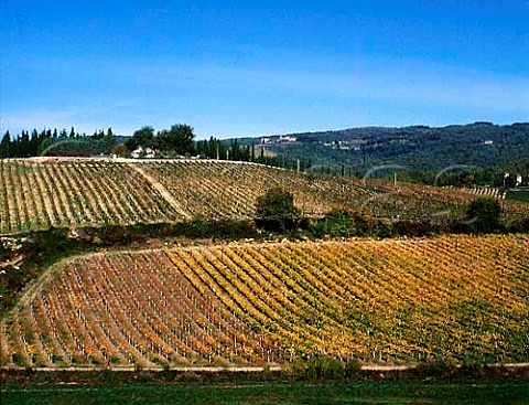 Vineyard of Montevertine Radda in Chianti  Tuscany Italy Chianti Classico