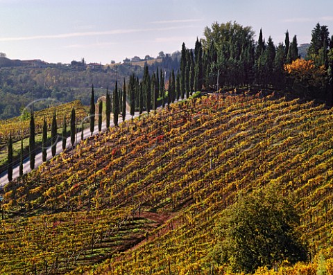 Vineyard of Montevertine Radda in Chianti  Tuscany Italy  Chianti Classico