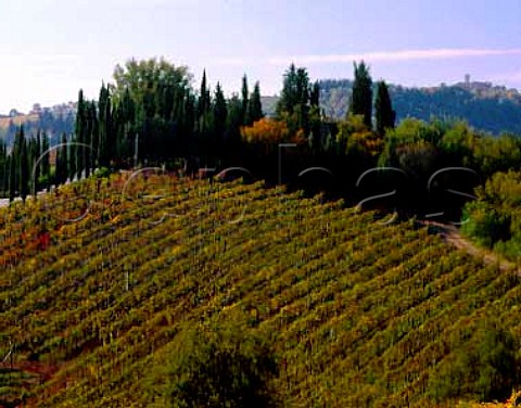 Vineyard of Montevertine Radda in Chianti Tuscany   Italy    Chianti Classico