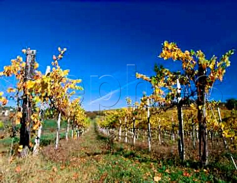 Vineyard of Montevertine Radda in Chianti Tuscany   Italy    Chianti Classico