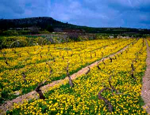 Well tended vineyard in early spring near St Pauls Bay Malta