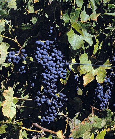 Pinotage grapes