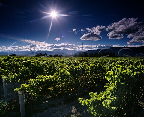 Riesling vines in Stoneleigh Vineyard  Blenheim New Zealand Marlborough