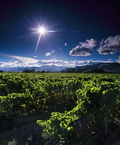 Riesling vines in Stoneleigh Vineyard with the Richmond Ranges in distance   Blenheim New Zealand    Marlborough
