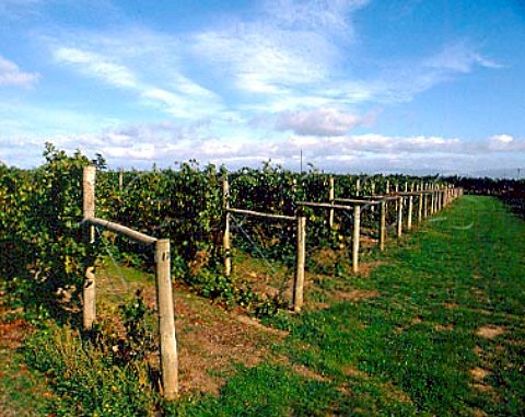 Vineyard of Dry River Wines Martinborough   New Zealand