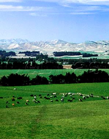 The Wairarapa Valley near Martinborough   New Zealand