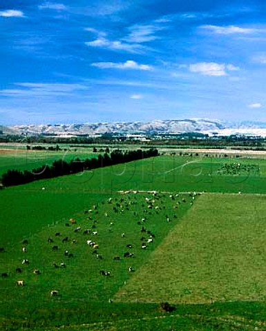 The Wairarapa Valley near Martinborough New Zealand 