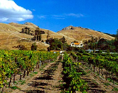 Montiverdi vineyard of Lombardi Wines with   Te Mata Peak beyond  Havelock North   near Hastings New Zealand  Hawkes Bay