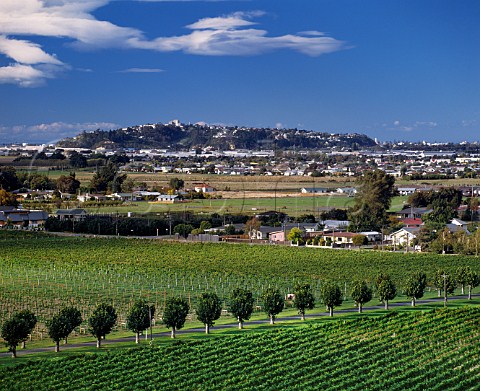 Avenue of plane trees through vineyard of Mission Estate with town of Napier in distance Taradale New Zealand Hawkes Bay