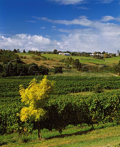Vineyards of Babich at Henderson near   Auckland New Zealand