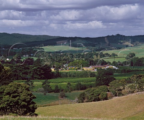Vineyards and winery of Matua    Waimauku near Auckland New Zealand Kumeu