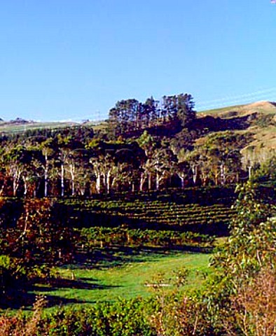 Vineyard of Matua Waimauku near Auckland New Zealand