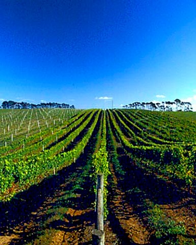 Ihumateo Vineyard by Manukau Harbour South   Auckland New Zealand Villa Maria by the grapes from   here their winery at Mangere is close by