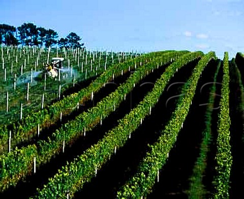 Spraying young vines against mildew at Ihumateo   Vineyard on Manukau Harbour South Auckland Villa Maria buy the grapes from here their winery at   Mangere is very near by