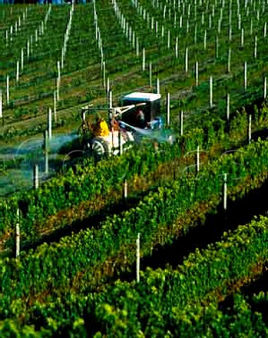 Spraying young vines against mildew at Ihumateo   Vineyard on Manukau Harbour South Auckland Villa   Maria buy the grapes from here their winery at   Mangere is very near by New Zealand