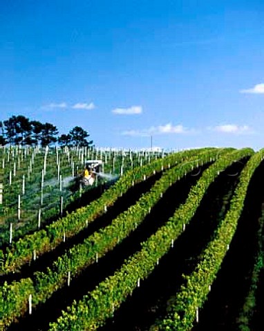 Spraying young vines against mildew at Ihumateo   Vineyard on Manukau Harbour South Auckland Villa   Maria buy the grapes from here their winery at   Mangere is very near by