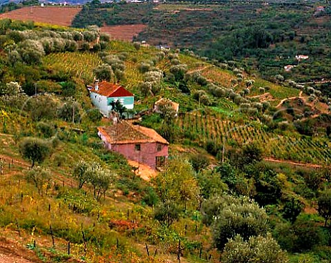 Vineyards at Lamego Portugal   Port  Douro
