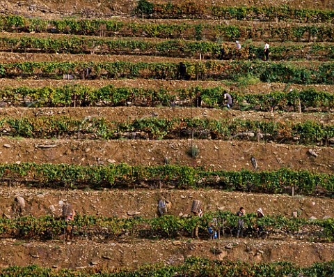 Harvesting grapes in terraced vineyard high in the Douro Valley east of Pinho Portugal   Port
