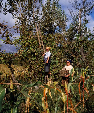 Women harvesting grapes from vines trained up trees on the edge of a maize field  Amarante Minho Portugal  Vinho Verde