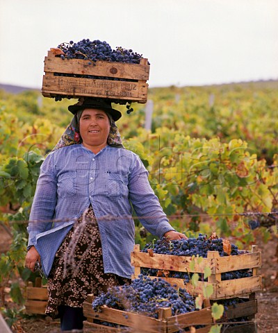 Woman with box of grapes balanced on her head the traditional method of carrying    Ferreira BaixoAlentejo Portugal