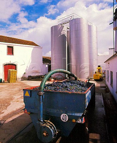 Trailer of harvested grapes at the Cartaxo cooperative Ribatejo Portugal
