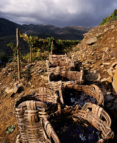 Traditional baskets of harvested grapes on rocky terrace in vineyard These have now  been largely superseded by plastic crates   Douro Valley Portugal    Port