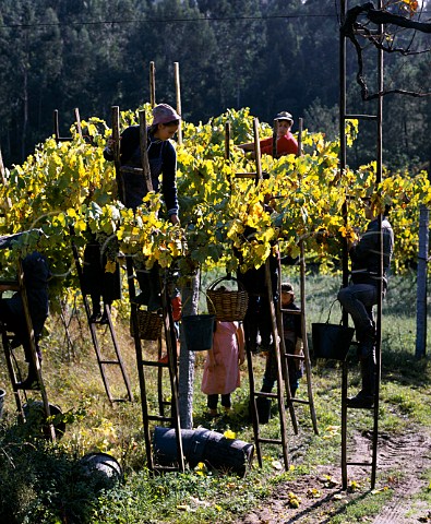 Picking grapes for Vinho Verde near Amarante   Portugal   Minho